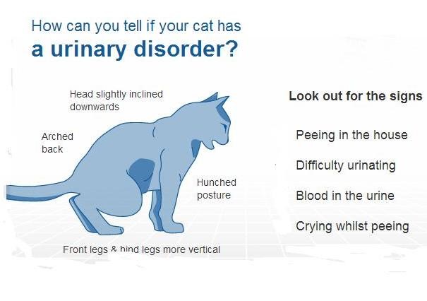 Is your cat straining? Having blood urine? Misses his litter box and