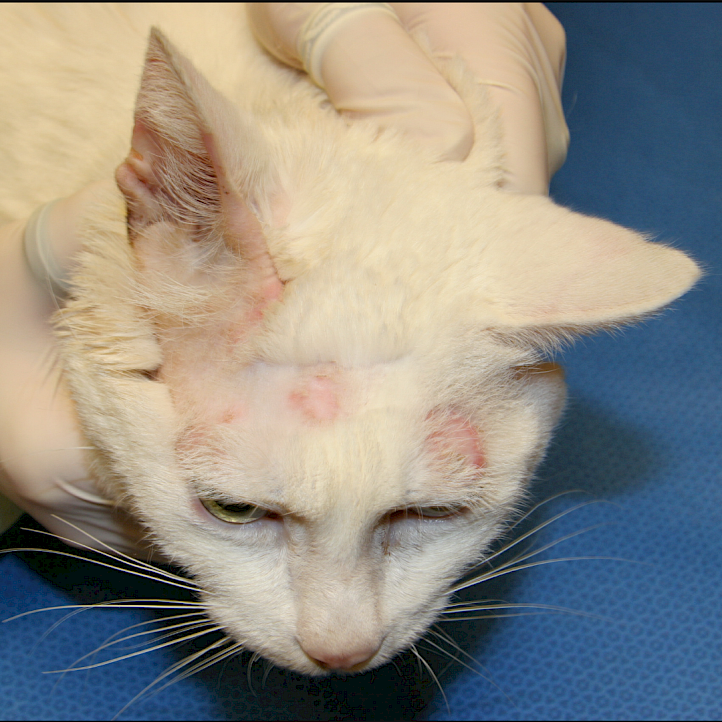 Ringworm In Cat